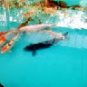 Meet your Posher, Joann